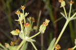 Florida pineland spurge